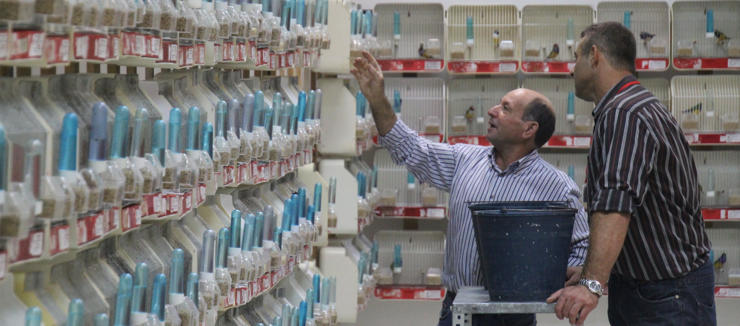 CRIADORES OBSERVAN EJEMPLARES EN EXPOSICION ORNITOLOGICA ALMUÑECAR