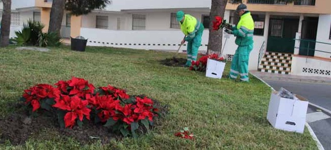 El Ayuntamiento sexitano decora con pascueros rotondas y jardineras de Almuñécar y La Herradura