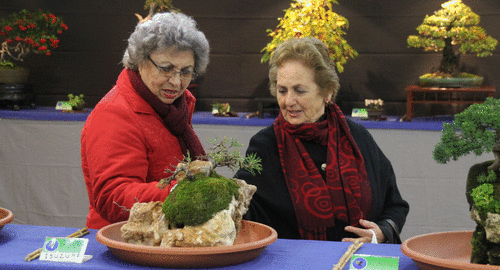 Hasta el domingo se puede visitar la X Expo Bonsái de Almuñécar