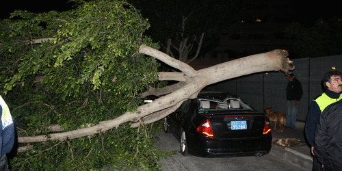 El fuerte viento derriba un árbol en la calle Hurtado de Mendoza