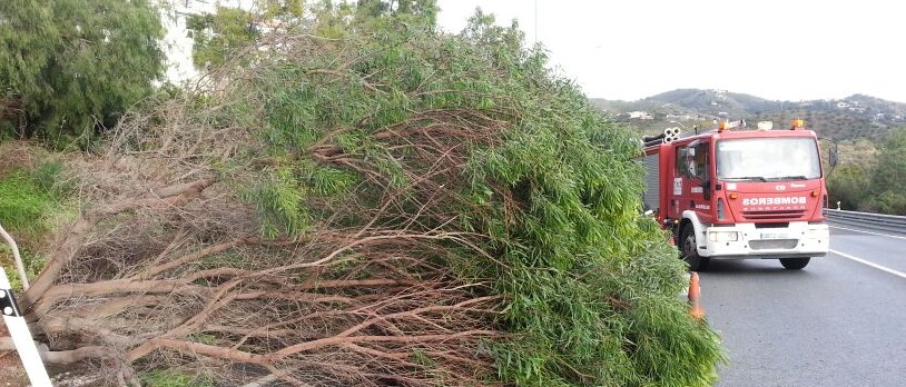 El viento provocó varias  caídas de árboles este pasado fin de semana en el municipio sexitano