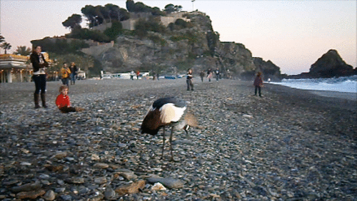 Mueren por disparos las tres grullas coronadas del Parque Loro Sexi