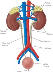 Almuñécar acoge una charla informativa sobre enfermedades renales