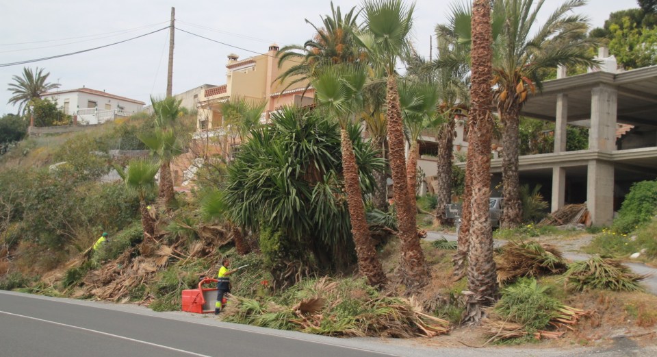 El Ayuntamiento de Almuñécar acomete la limpieza y poda de los accesos a Cotobro y El Montañés 2