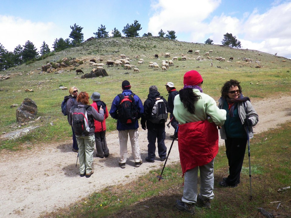 SENDERISTAS ALMUÑECAR JUNTO REBAÑO OVEJAS EN SIERRA BAZA 13