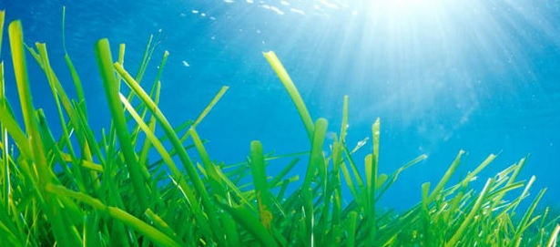 Campaña para la conservación de las praderas de posidonia oceánica
