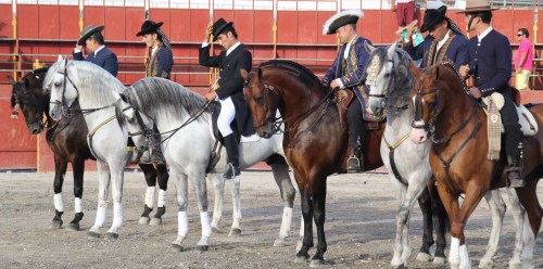 Almuñécar disfrutó del espectáculo ecuestre “Andalucía Cabalga” El arte del caballo llegó a Almuñécar