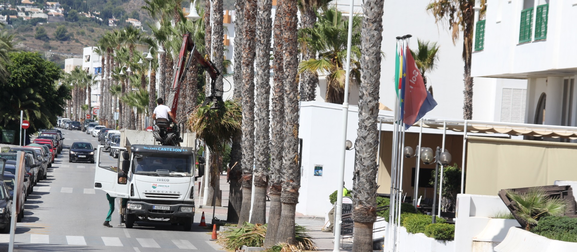 Empieza en La Herradura la campaña de limpieza de palmeras