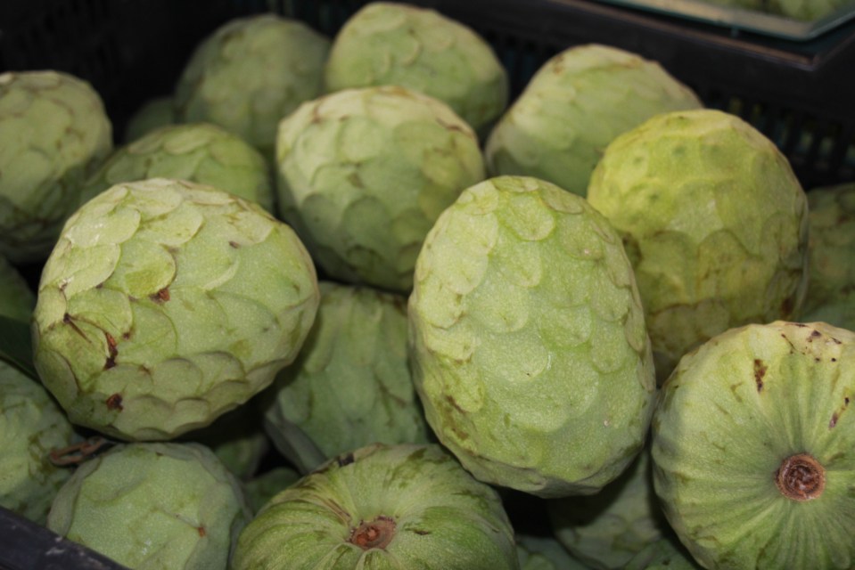 Torrecuevas ultima los preparativos para celebrar sus fiestas CHIRIMOYA S DE ALMUÑECAR 13