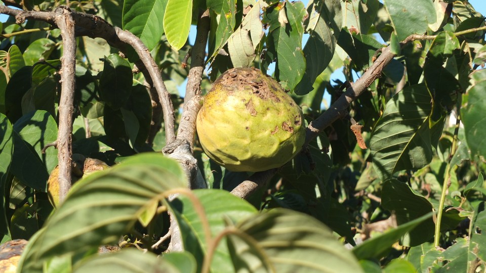Daños causados en la fruta por el granizo caído a finales del pasado mes de agosto