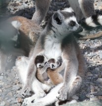 CRIA DE LEMURES COLIANILLADOS EN PEÑA ESCRITA 14 2
