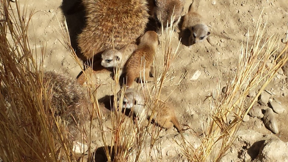CRIAS DE SURICATA EN PARQUE LORO SEXI 14