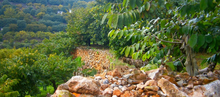 Bancales de chirimoyos