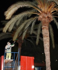 FUMIGACION PALMERAS CONTRA PICUDO ROJO EN ALMUÑECAR 14 2