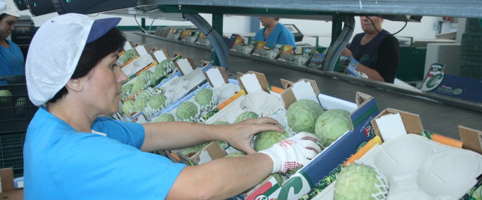 ENVASADO CHIRIMOYA  ALMUÑECAR