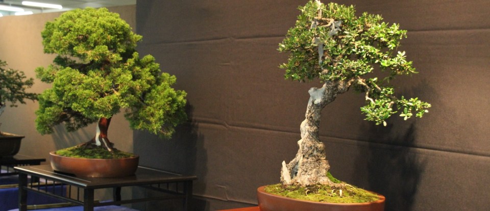EXPOSICION DE BONSAI EN ALMUÑECAR 14