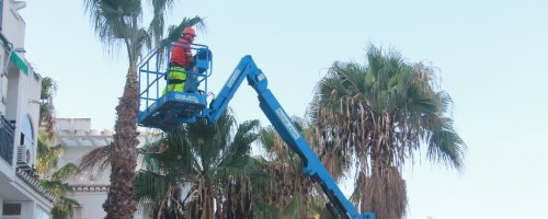 Operario en labores de poda de palmeras en Almuñécar