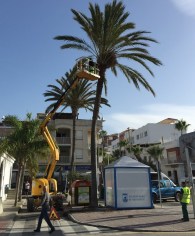 LIMPIEZA PALMERAS EN LA HERRADURA V 14
