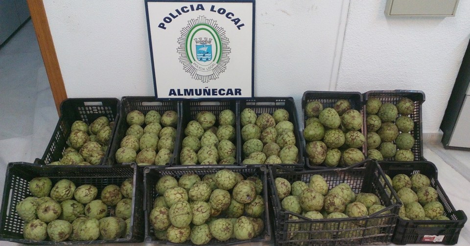 Policía Local y Guardia Civil decomisan 150 Kg de chirimoyas en el Rastrillo de Almuñécar CHIRIMOYAS DECOMISADOS EN RASTRILLO SOLIDARIO 14