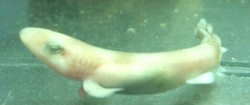 Nace en el acuario de Almuñécar el primer escualo de "Pintarroja"