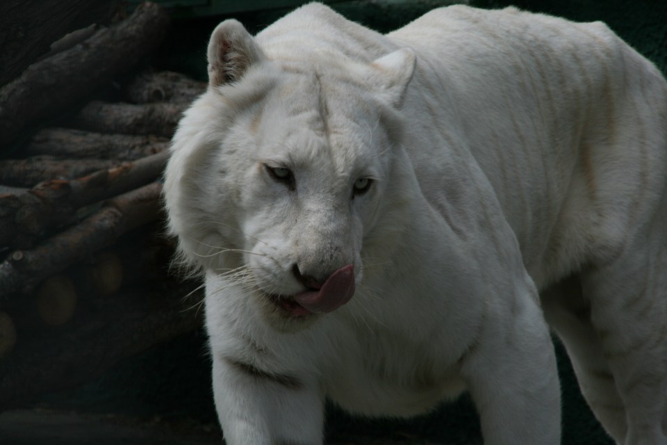 Antiguo tigre blanco de Peña Escrita (18 de abril de 2008)