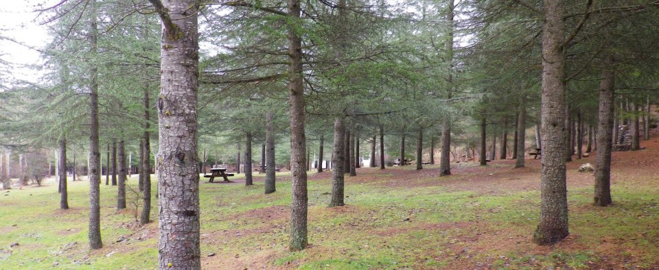 BOSQUES PINARES EN LA RUTA DE SIERRA DE  HUETOR