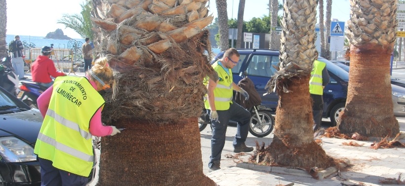 LIMPIEZA PALMERAS PUERTA DEL MAR ALMUÑECAR 14