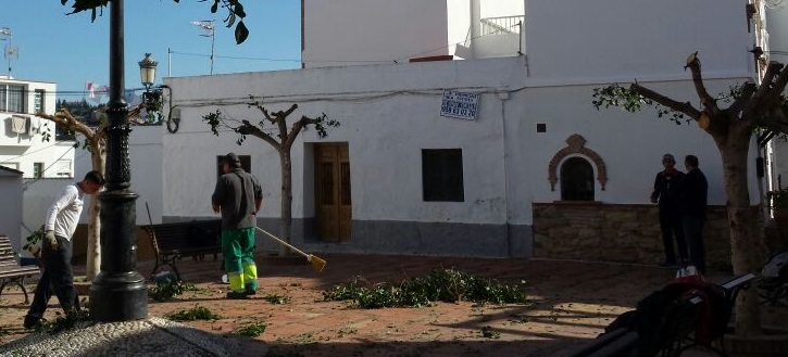 PODA FICUS PLAZA ERAS CASTLLO 14