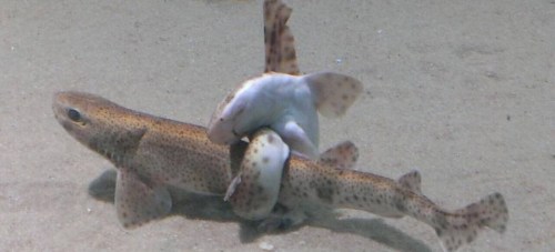PNTARROJAS EN MOMENTO COPULA EN ACUARIO ALMUÑECAR 15