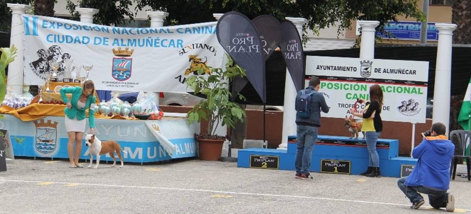 PODIO Y PREMIOS PARA LOS PERROS GANADORES 15 2