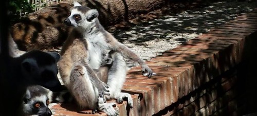 Lemur colianillado nacido en el "Loro Sexi"