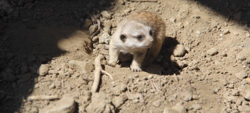 Soricata nnacido en el "Loro Sexi" de Almuñécar