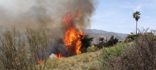 DONDE SI PRENDIO EL FUEGO FUE EN LOS CIPRESES DE UN CHALET FINCA SUBTROPICALES 15  (1) 2