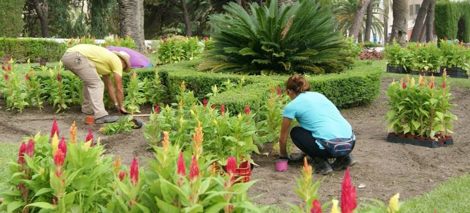 Las concejalías de Mantenimiento y Parques y Jardines inician una campaña para embellecer Motril