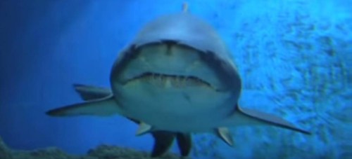 Tiburón acuario Almuñécar