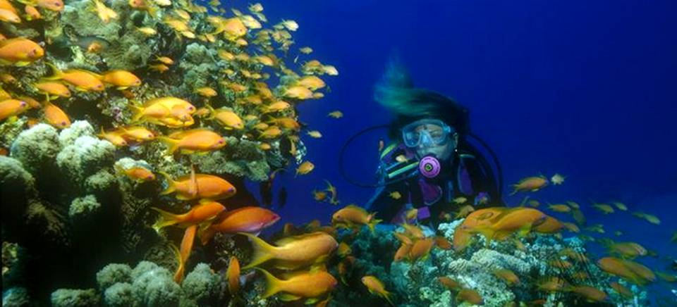 La Herradura será sede del Campeonato de Europa de Fotografía Submarina 2016