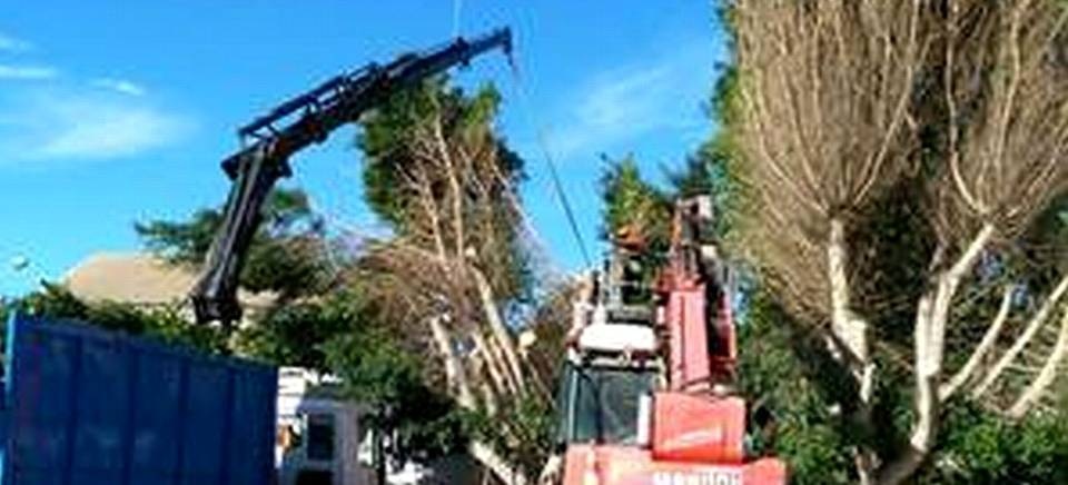 La concejalía de Parques y Jardines inicia una campaña de poda de palmeras y arbolado