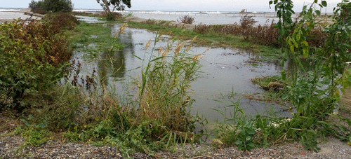 Los servicios de Mantenimiento y Agricultura trabajan coordinados con Bomberos y Aguas y Servicios desde ayer en la zona de la playa de Motril para minimizar los efectos del temporal