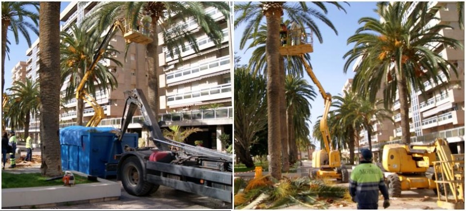 Comienzan las labores de poda y limpieza de las palmeras del Paseo de las Explanadas