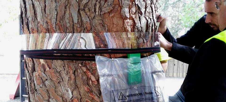 El Ayuntamiento de Motril inicia un plan de control de oruga procesionaria.jpg