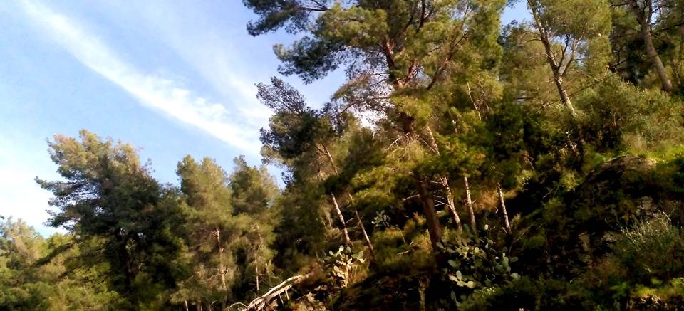 Salobreña activa un plan especial contra la plaga de procesionaria