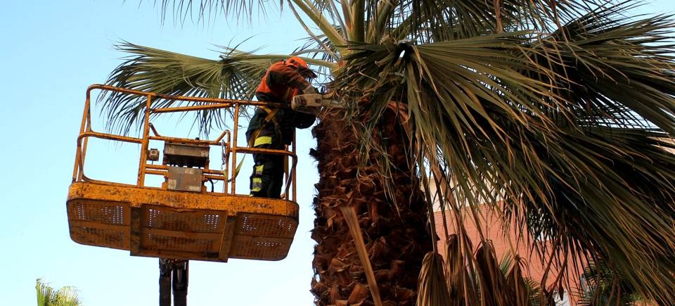 La concejalía de Parques y Jardines continúa con el plan de poda de palmeras y árboles en calles y parques de la ciudad