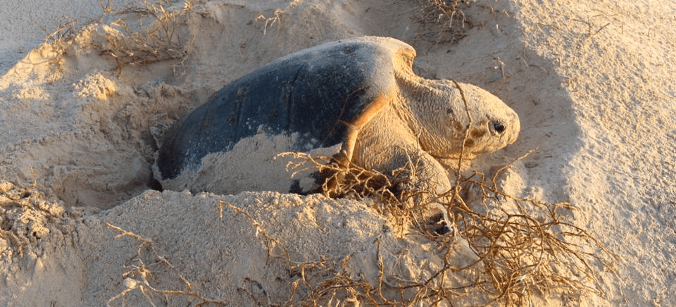 Medio Ambiente y CSIC entregan al Acuario de Almuñécar una pareja de tortugas bobas