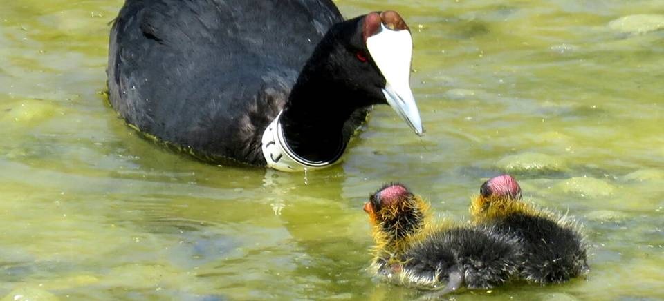 La Charca de Suárez se consolida como zona de cría de especies en peligro tras el nacimiento en el humedal de dos crías de Focha Moruna