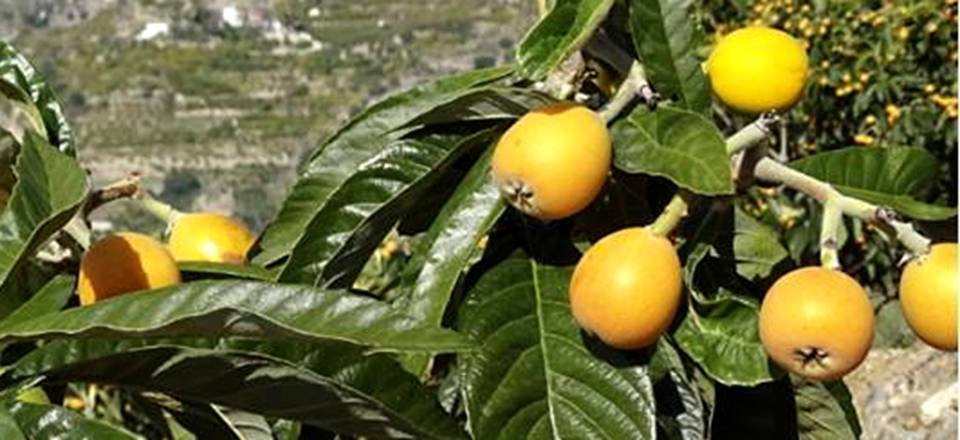 Otívar celebra el domingo el ‘XIV Día de la Níspola’ con numerosas actividades