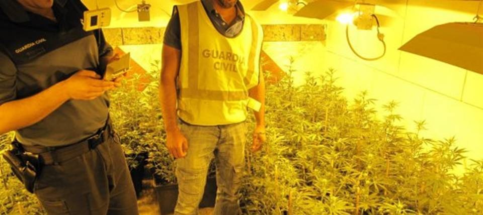 La Guardia Civil de Granada intervine más de mil plantas de cannabis sativa
