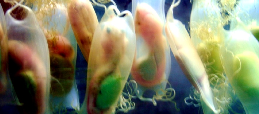 unos-cuarenta-ejemplares-de-pintarrojas-nacen-en-el-acuario-de-almunecar