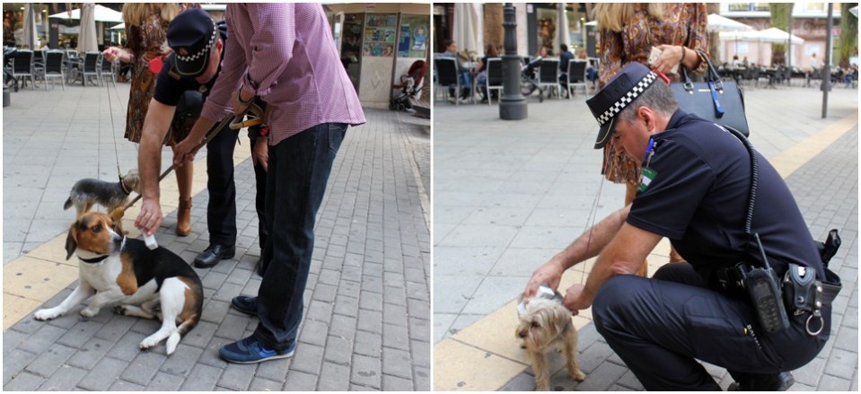 el-ayto-pone-en-marcha-la-campana-de-identificacion-de-animales-domesticos