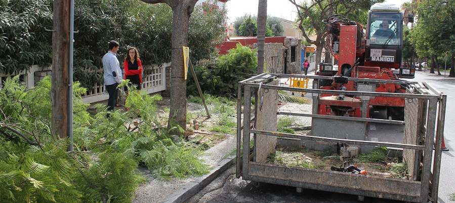 la-concejalia-de-parques-y-jardines-de-motril-continua-con-el-plan-especial-de-poda-de-palmeras-y-arboles