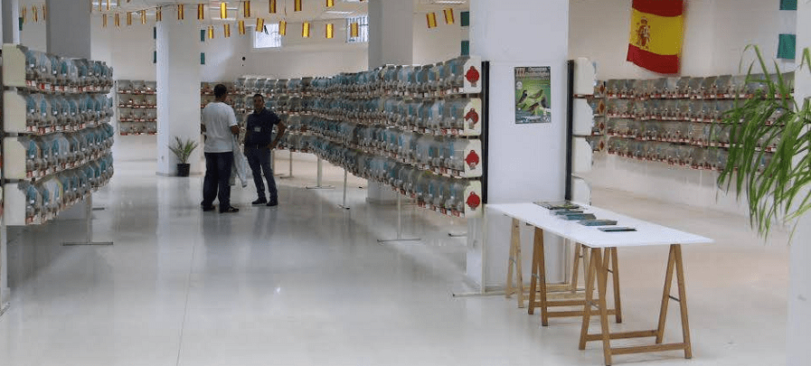 casi-1-800-ejemplares-participan-en-el-xxx-concurso-ornitologico-ciudad-de-almunecar